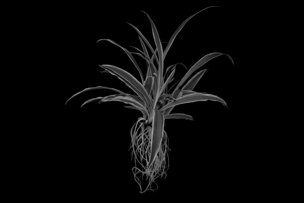 Éclosion XVI ·