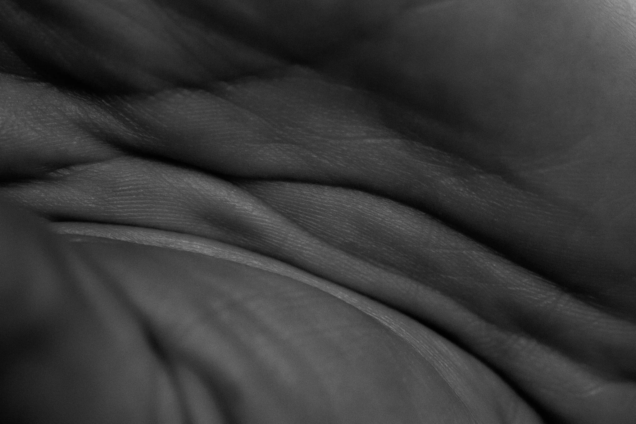 Éclosion XXX