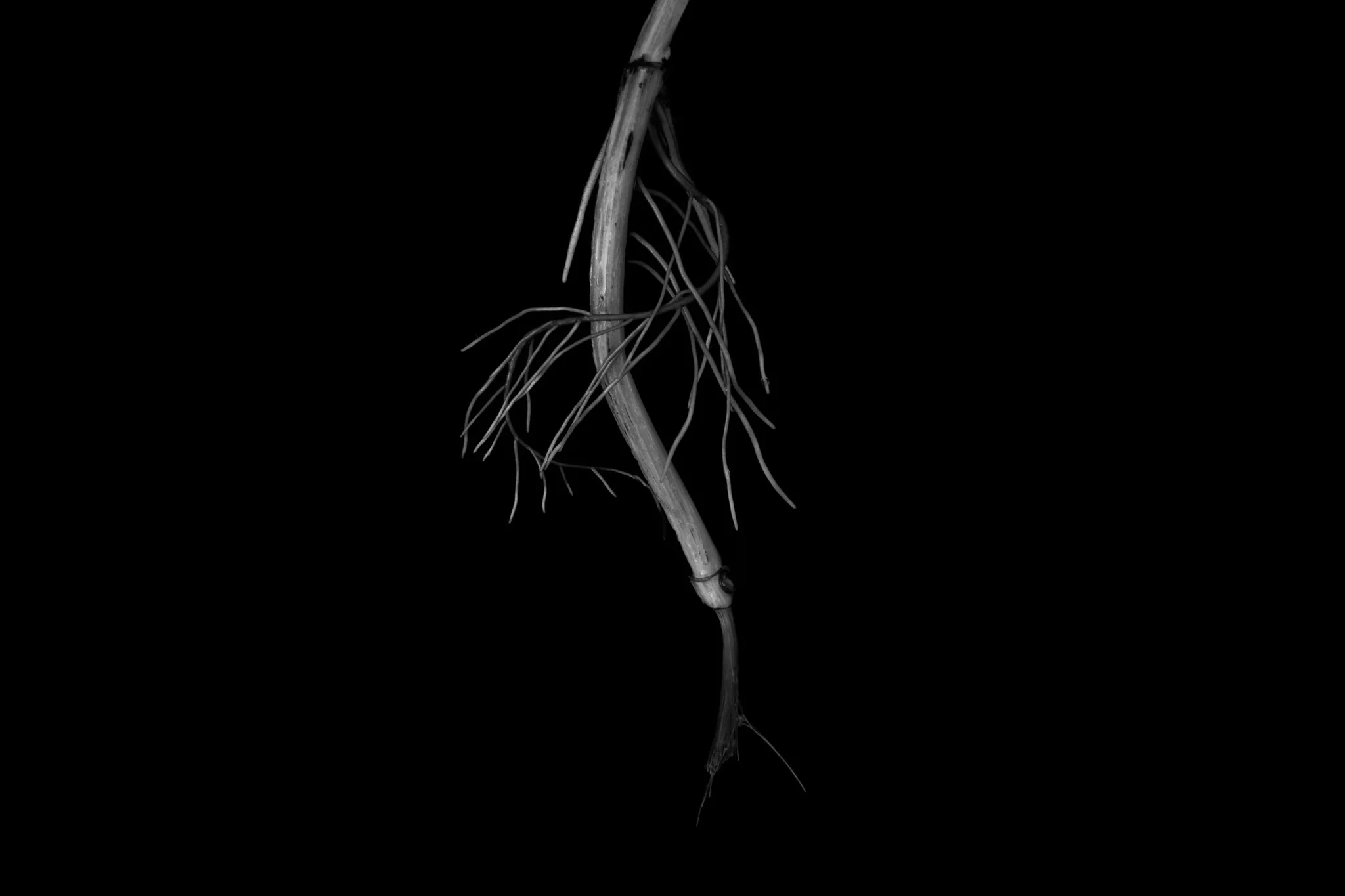 Éclosion III ·