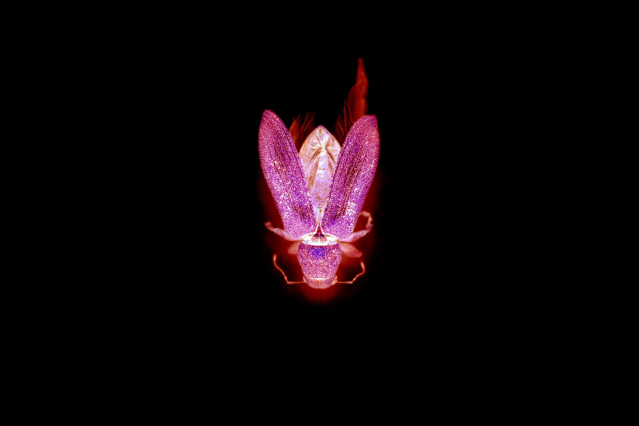 Vitality III