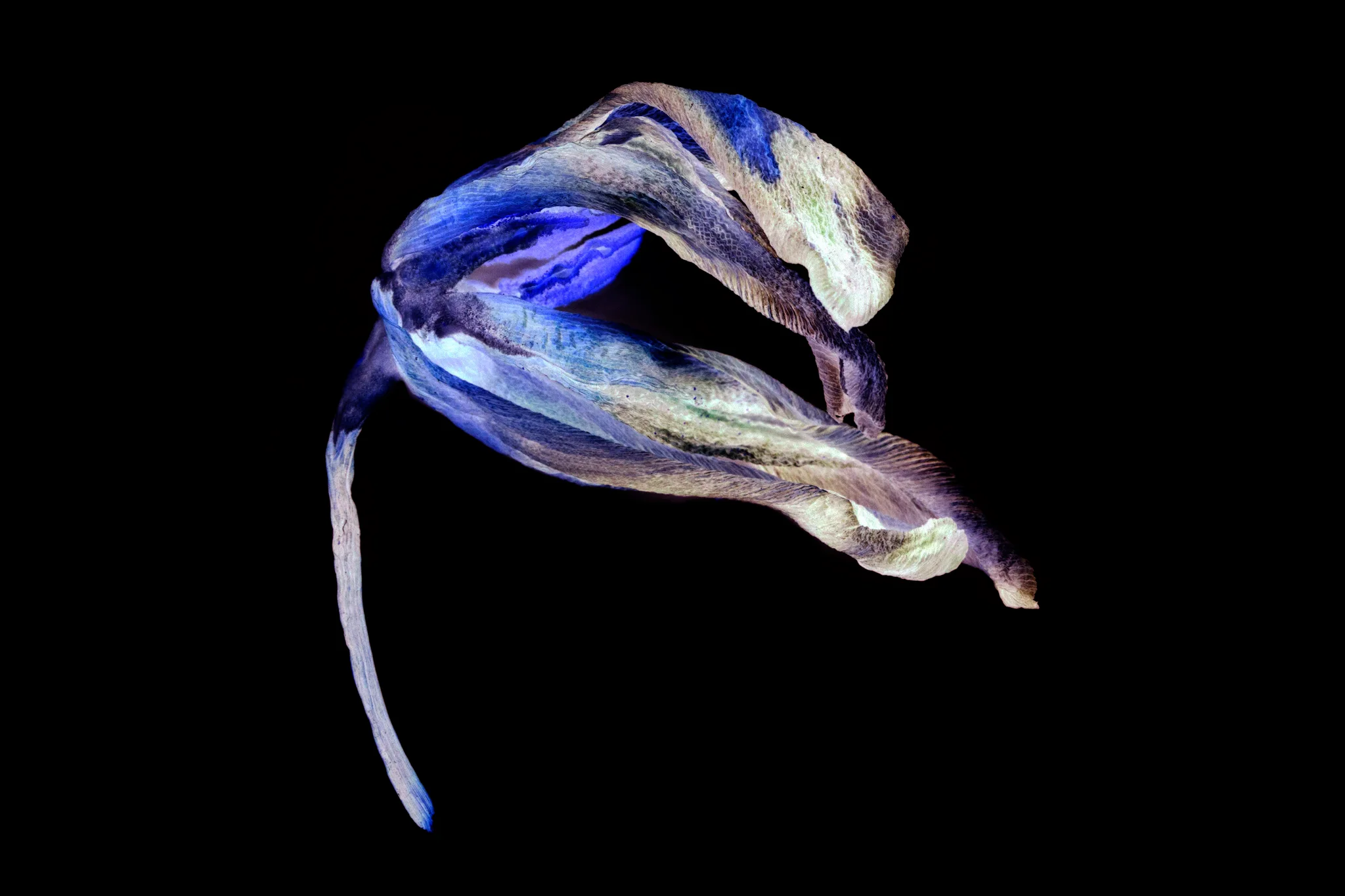 Vitality II