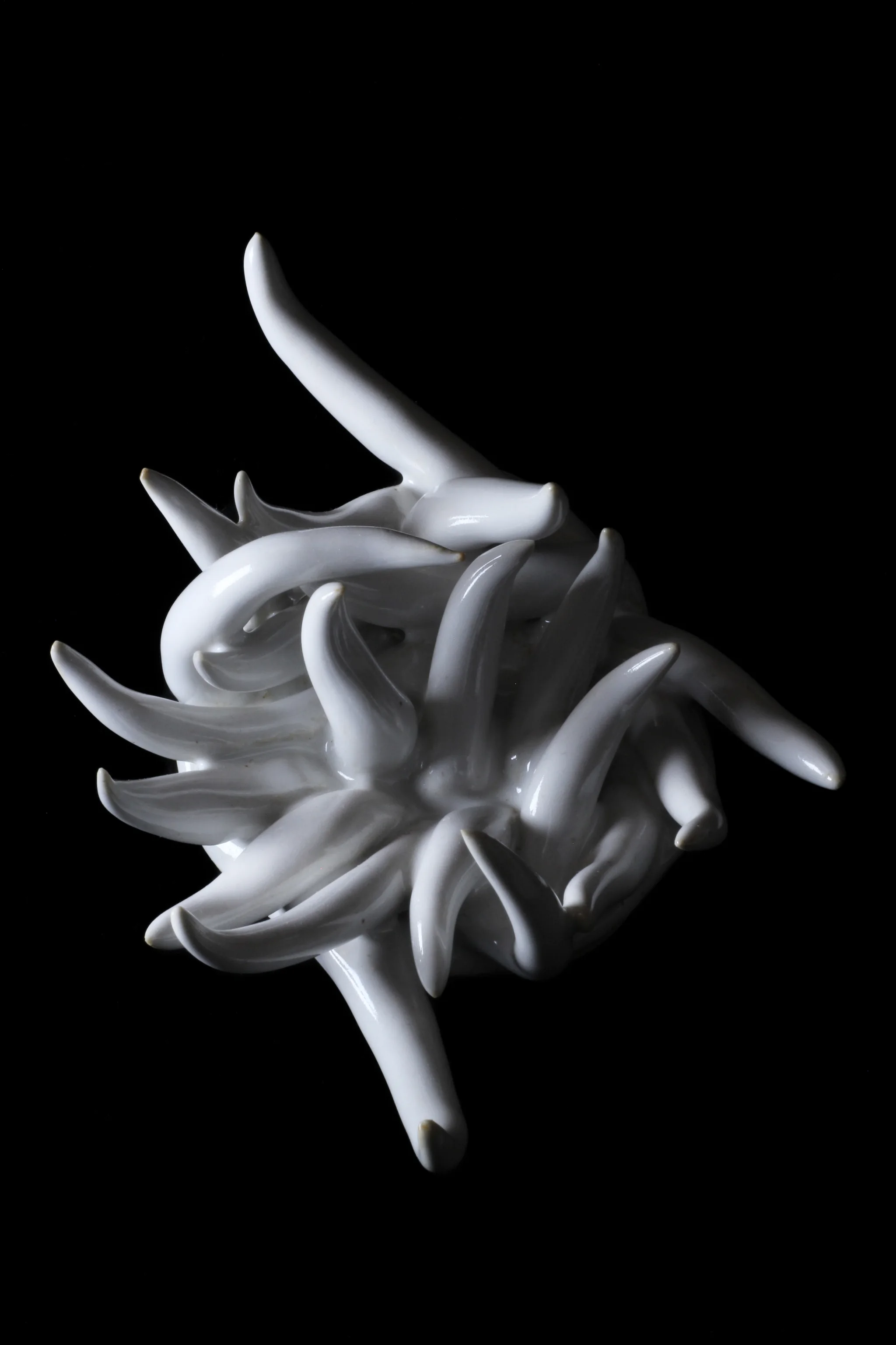 Nœud blanc II 
